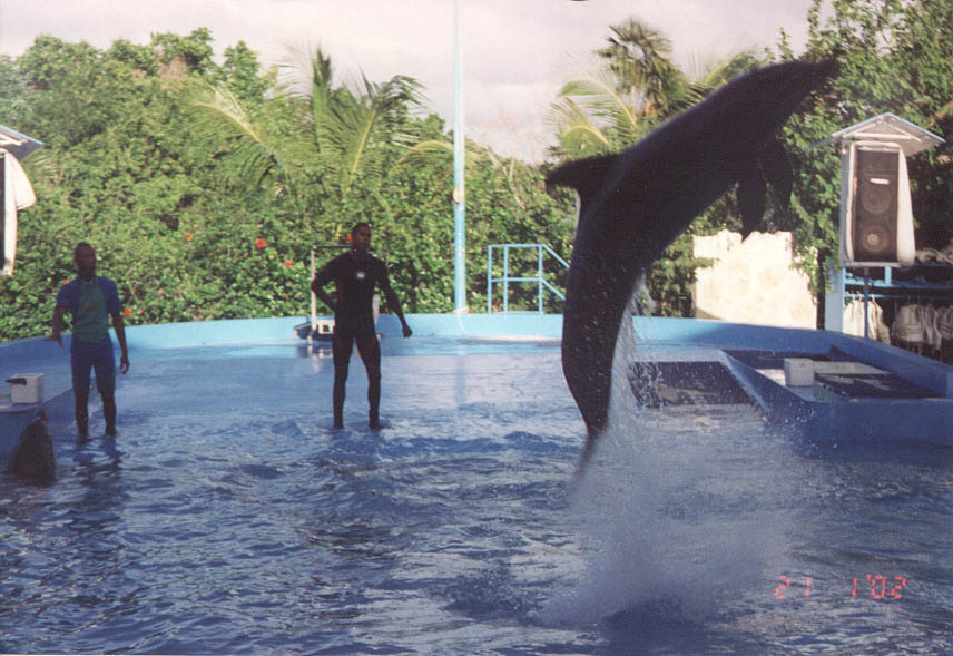 jumpingDolphin