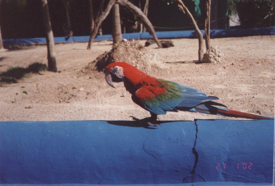 macaw