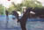 2jumpingDolphin